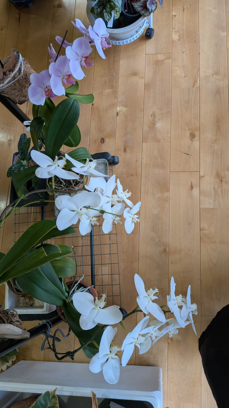 胡蝶蘭　大輪の花