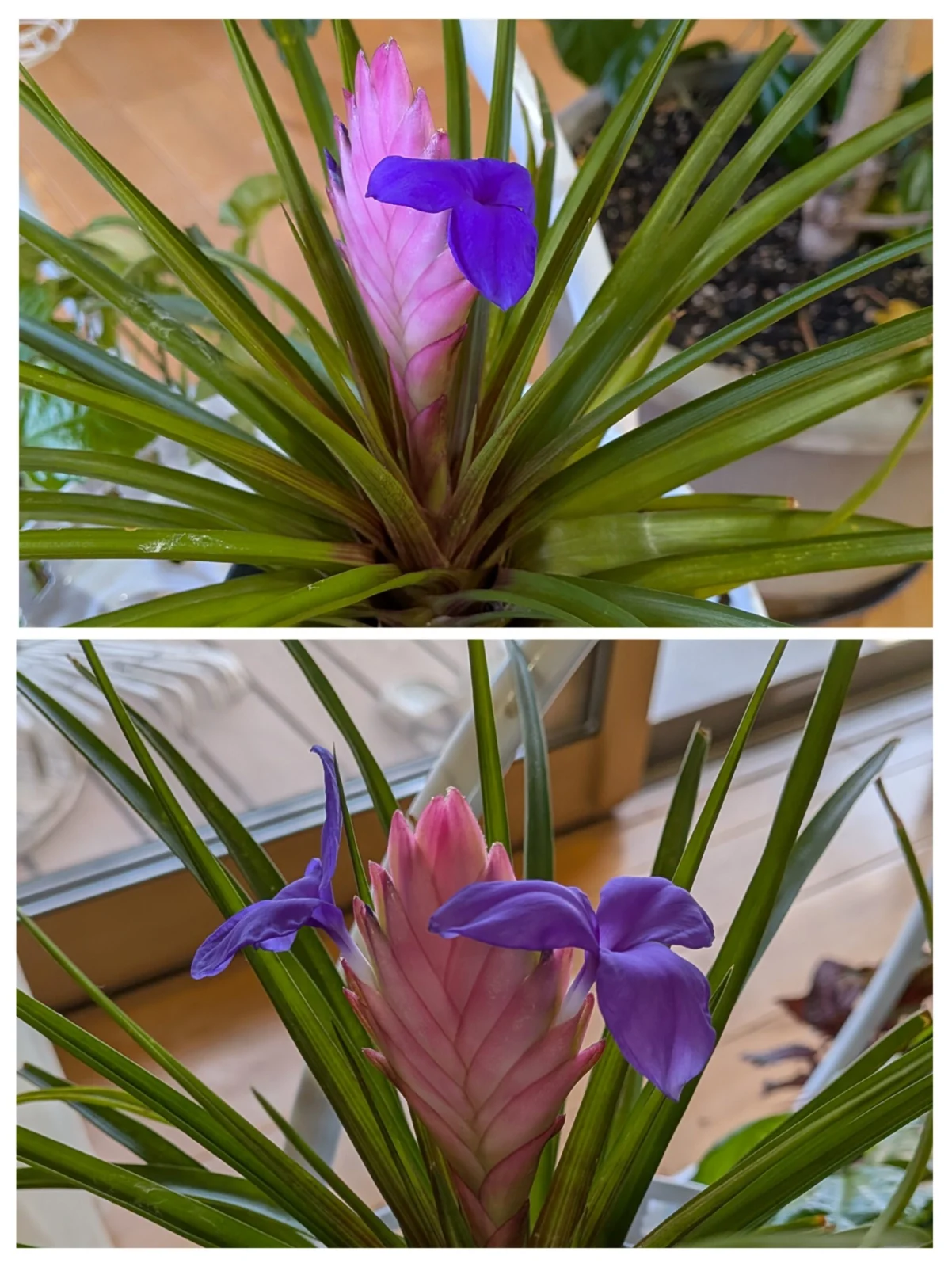 ワリシアナ　ジョシー　花