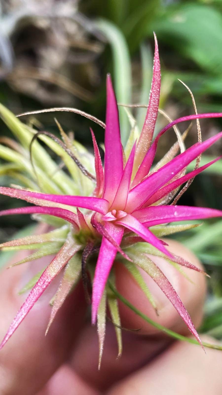 ティランジア　イオナンタ　フエゴ