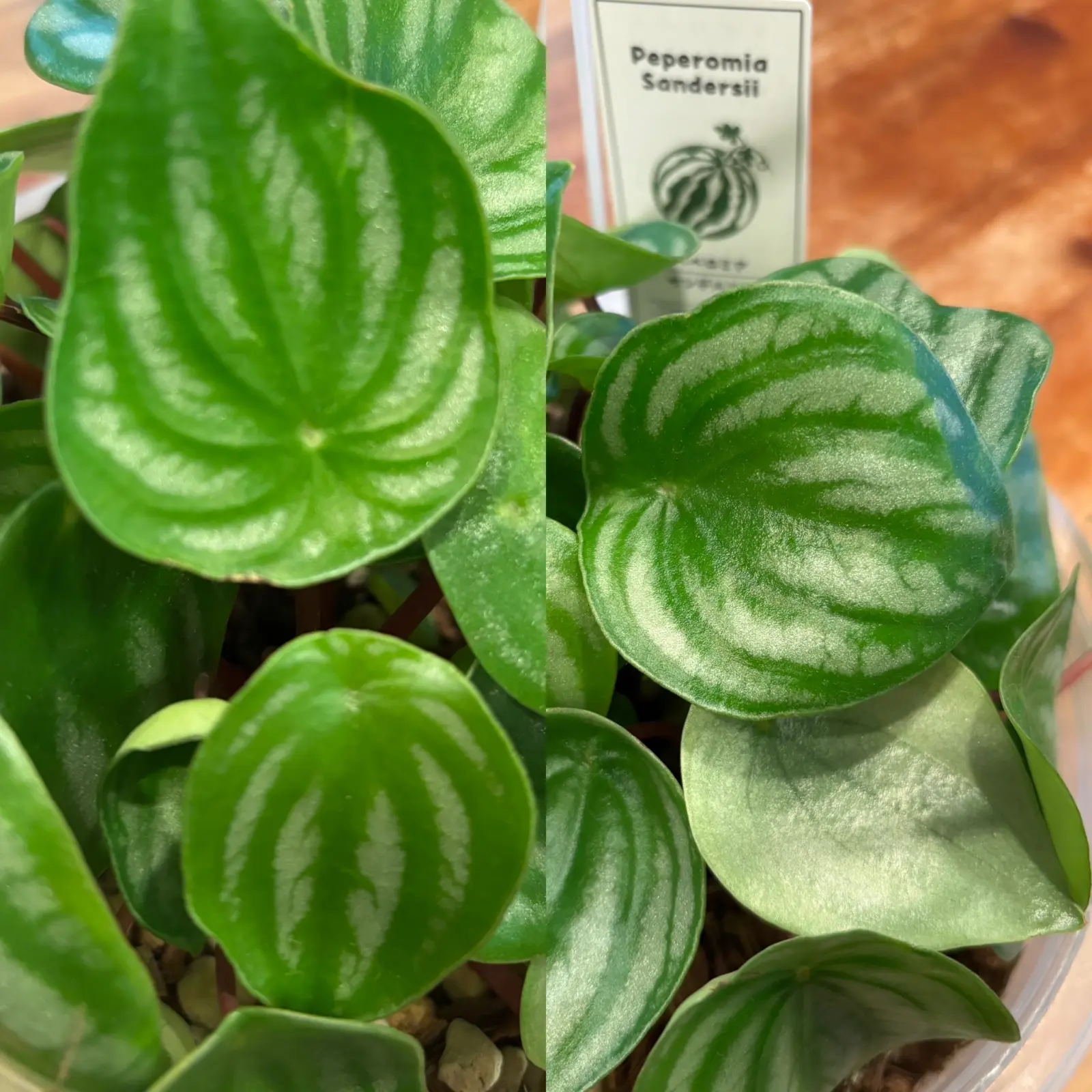 ペペロミア　サンデルシー