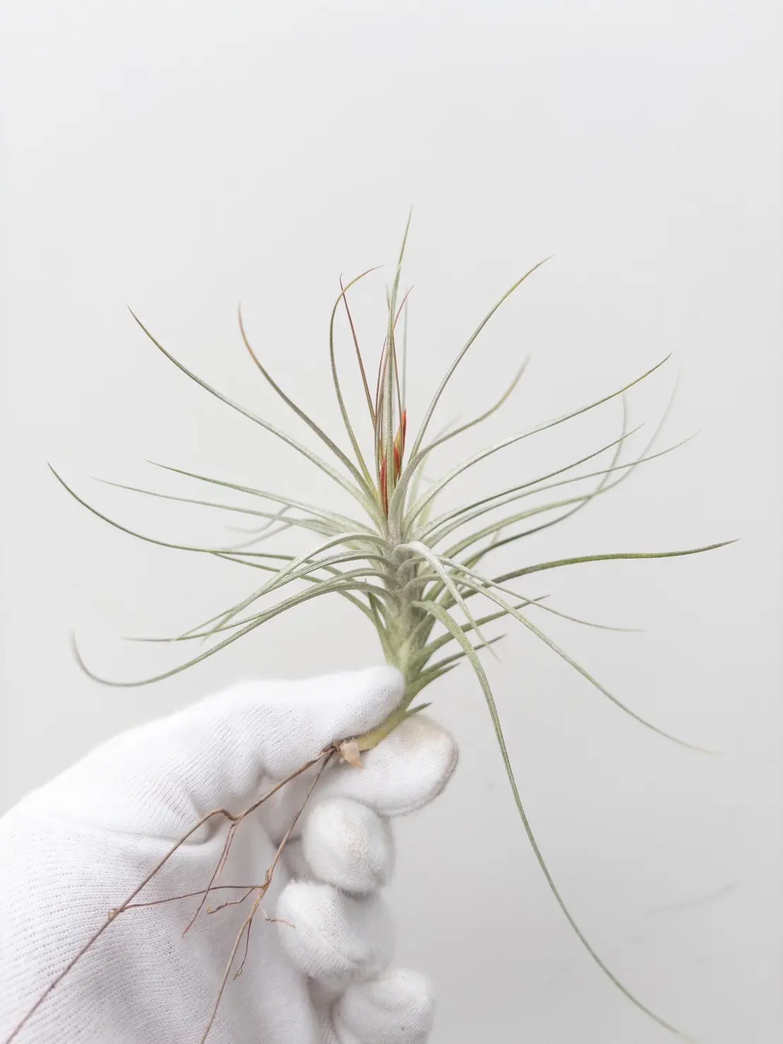 ティランジア シーディアナ×フンキアナ