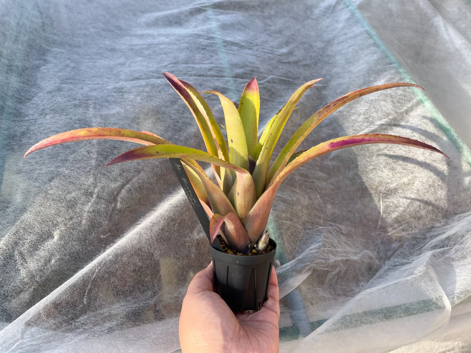 エクメア　ブルートゥース