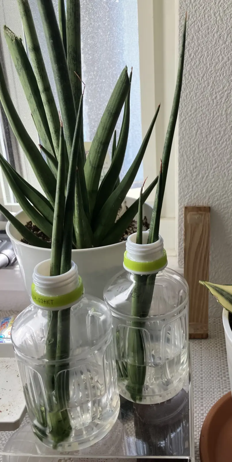 サンセベリア　グラシリス　成長①