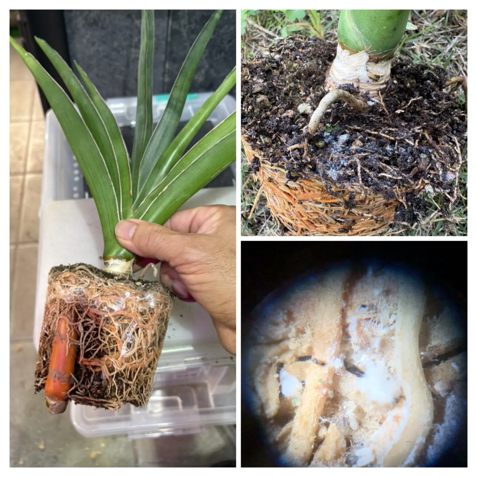 サンセベリア　カタナ　害虫　根カイガラムシ