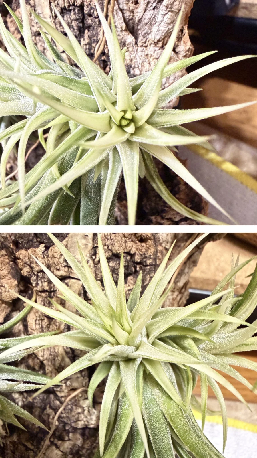 ティランジア　イオナンタ　アルボマルギナータ　子株