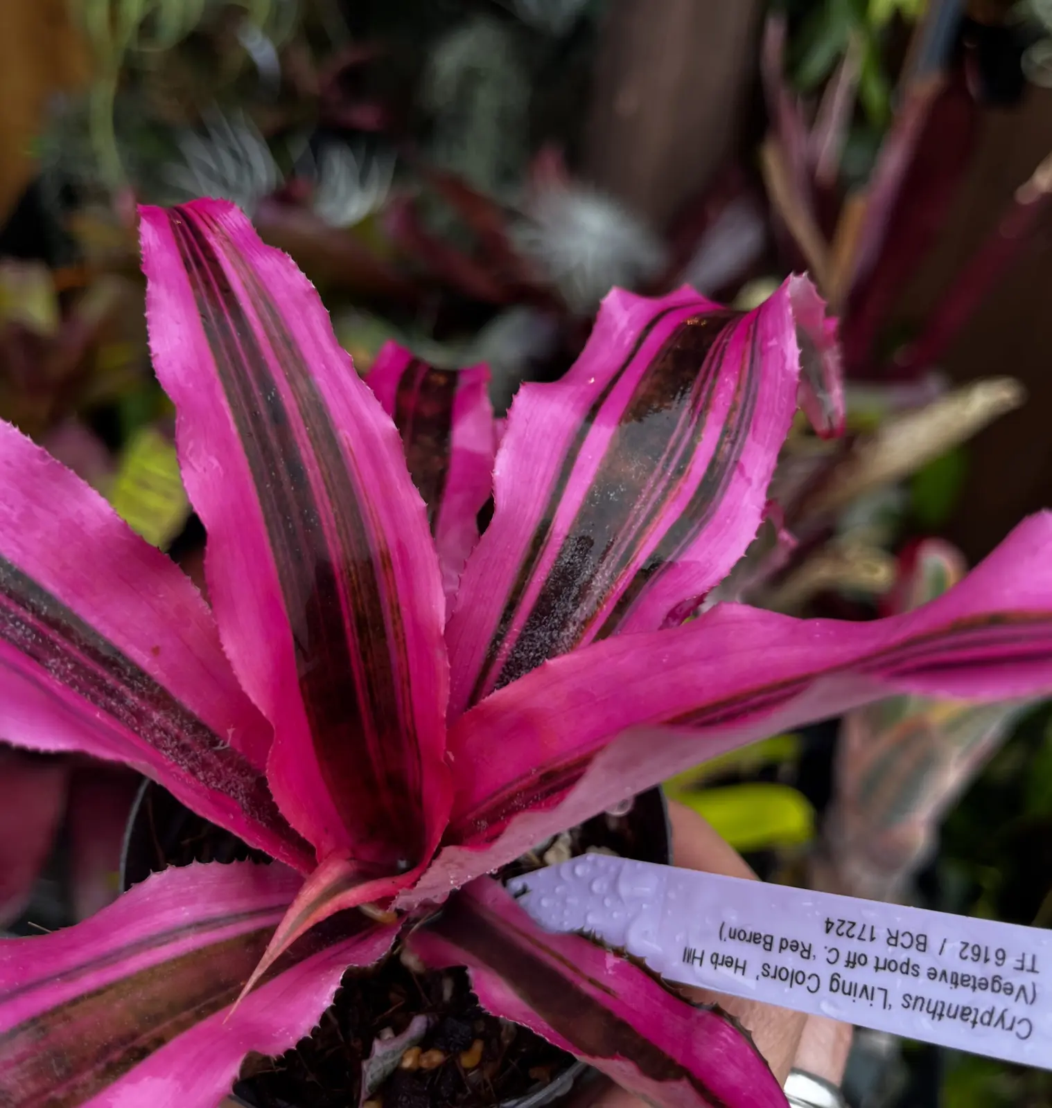 クリプタンサス　リビングカラーズ