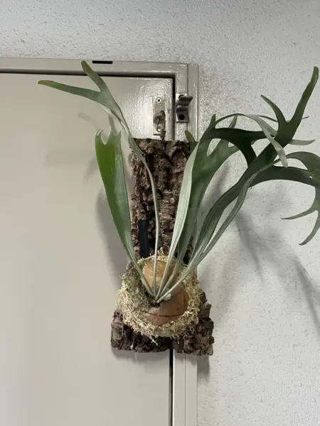 ビカクシダ　ホソバタチバサラニホソバ