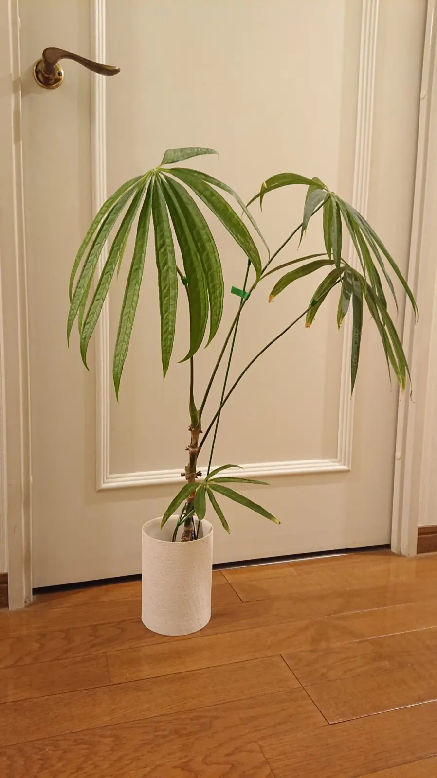 アンスリウムsp 幹立ち