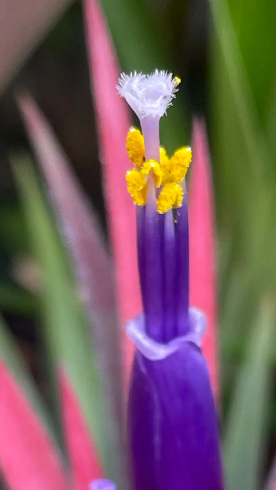 ティランジア　イオナンタ　花