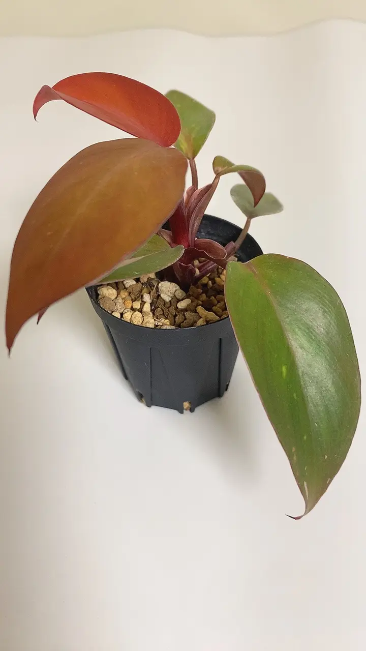 フィロデンドロン　柿色プリンセス
