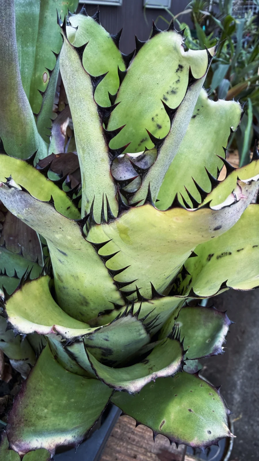 ビルベルギア　サンデリアーナ