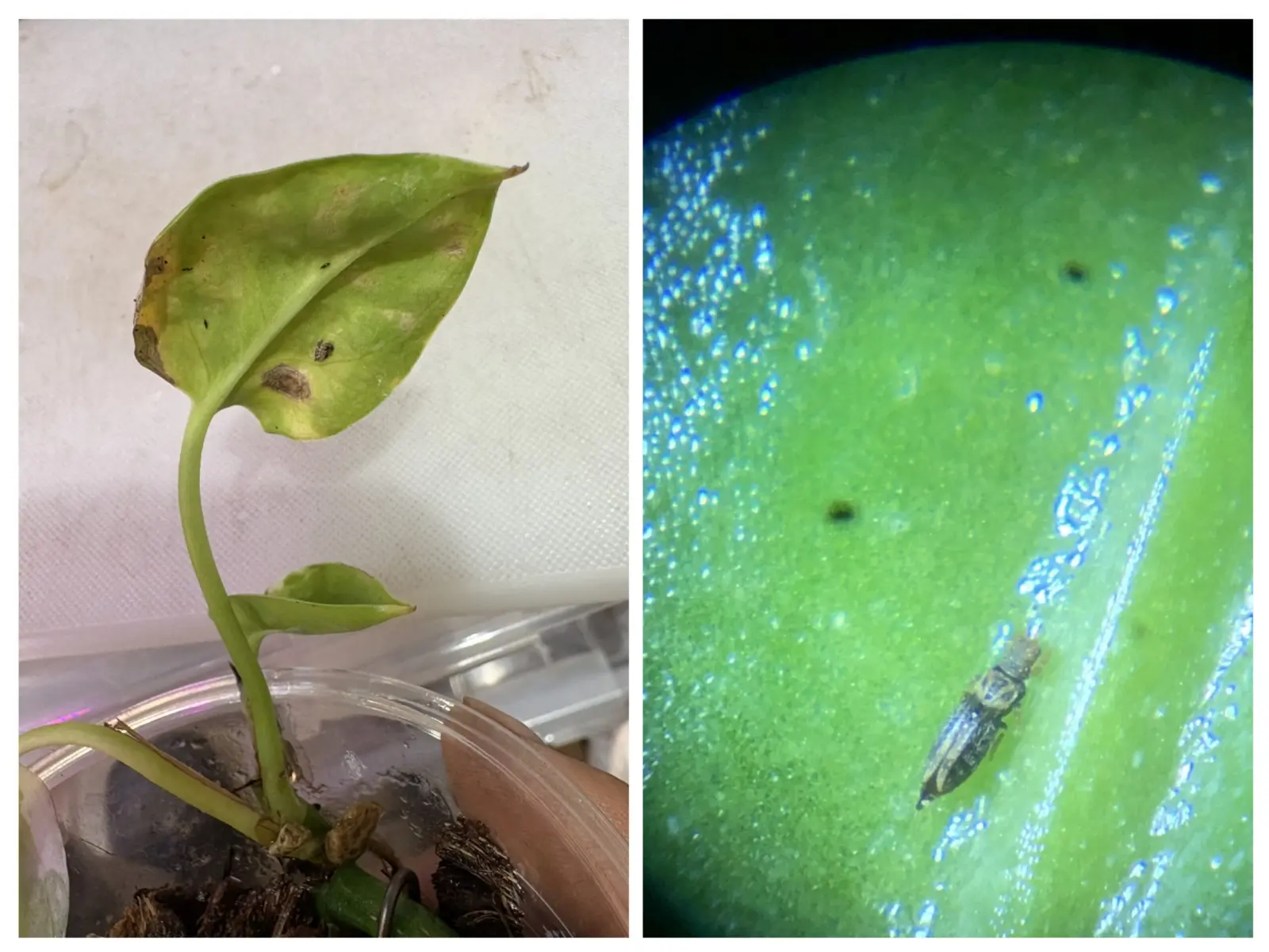 ポトス　害虫　アザミウマ