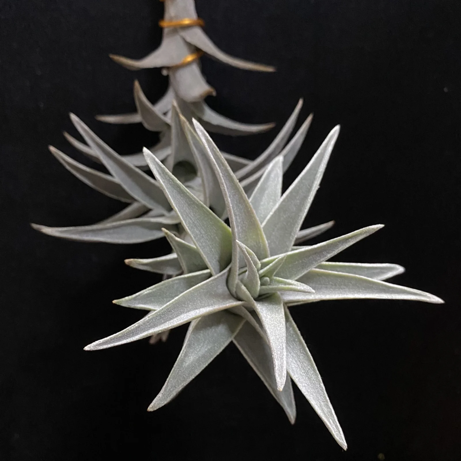 ティランジア　エディシアエ　ファジーフォーム