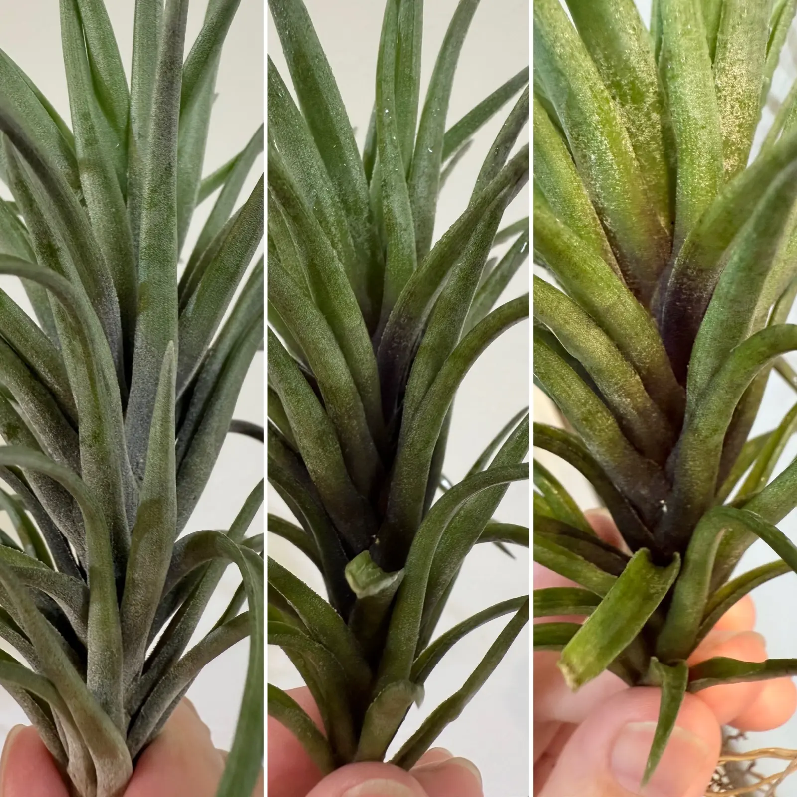 ティランジア　札落ち