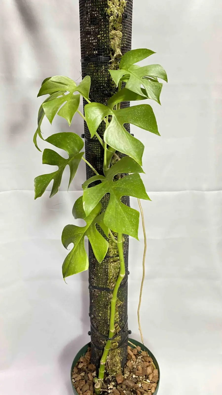 姫モンステラ