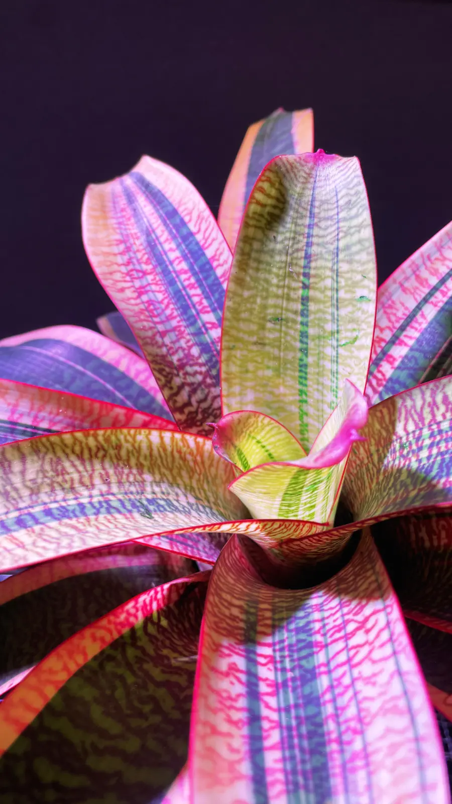 フリーセア　チューリップ