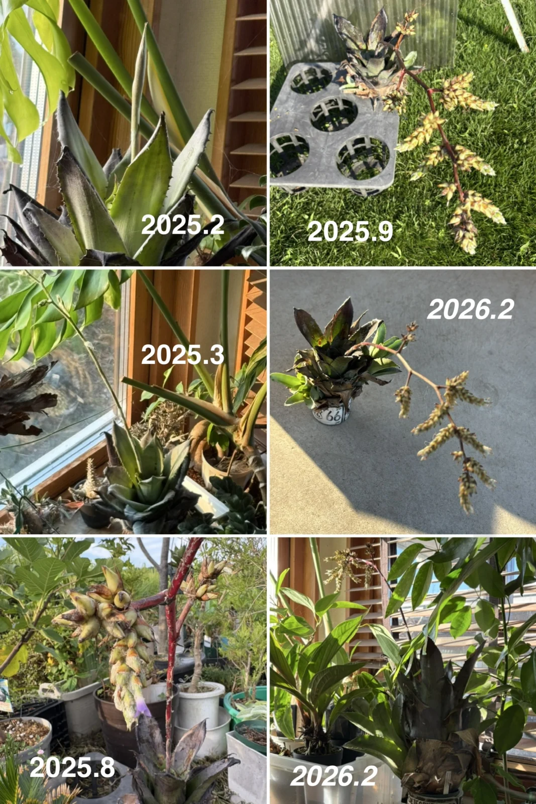 ホヘンベルギア　レオポルドホルスティー　花　花芽から一年