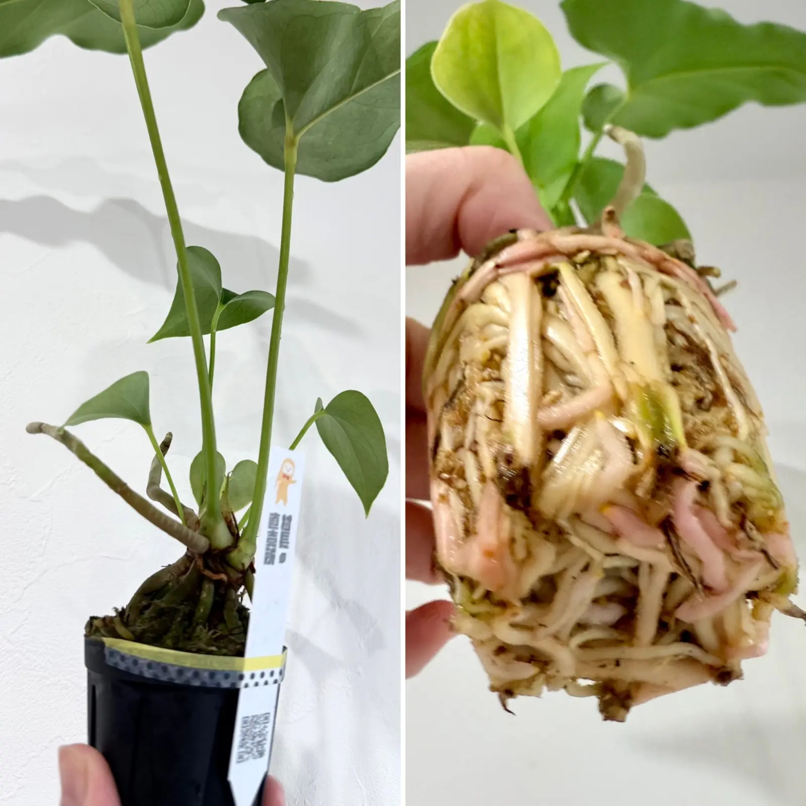 アンスリウム　ブローニー（実生）