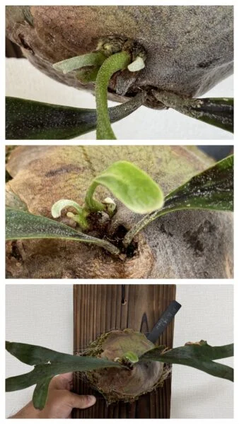 ビカクシダ 札落ち