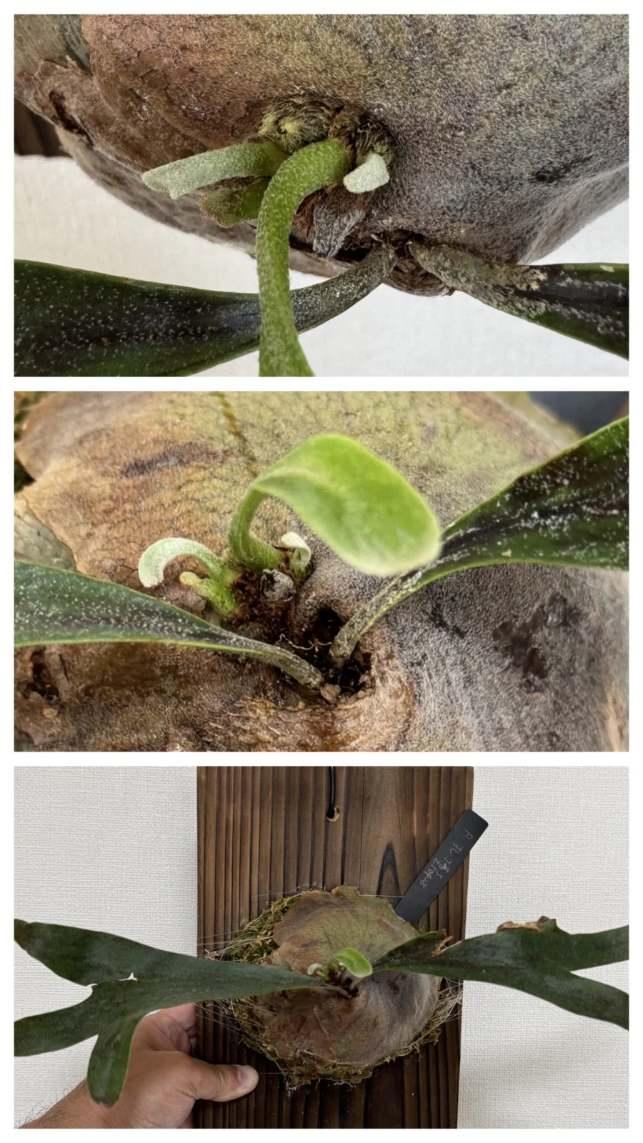 ビカクシダ 札落ち