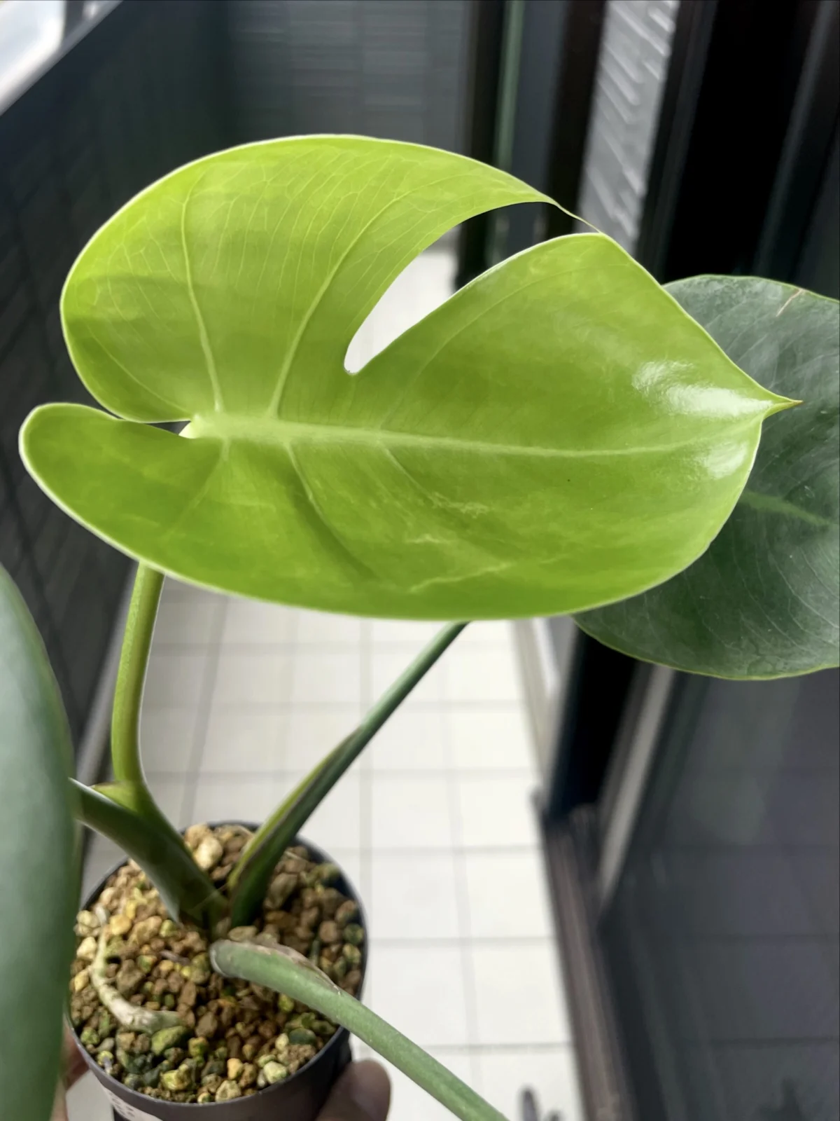モンステラ　福助　新葉