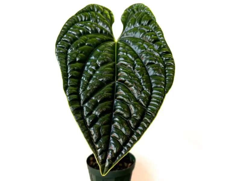 アンスリウム ルクスリアンス