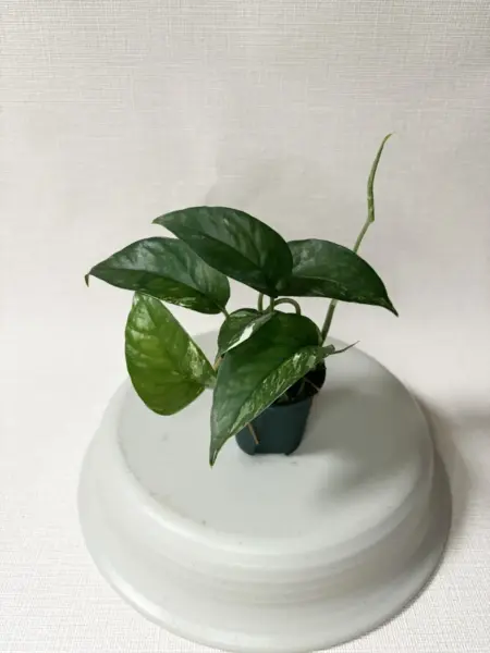 エピプレムヌム ピナツム 斑入り