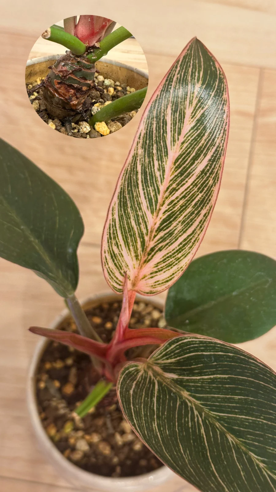 フィロデンドロン　ピンクバーキン