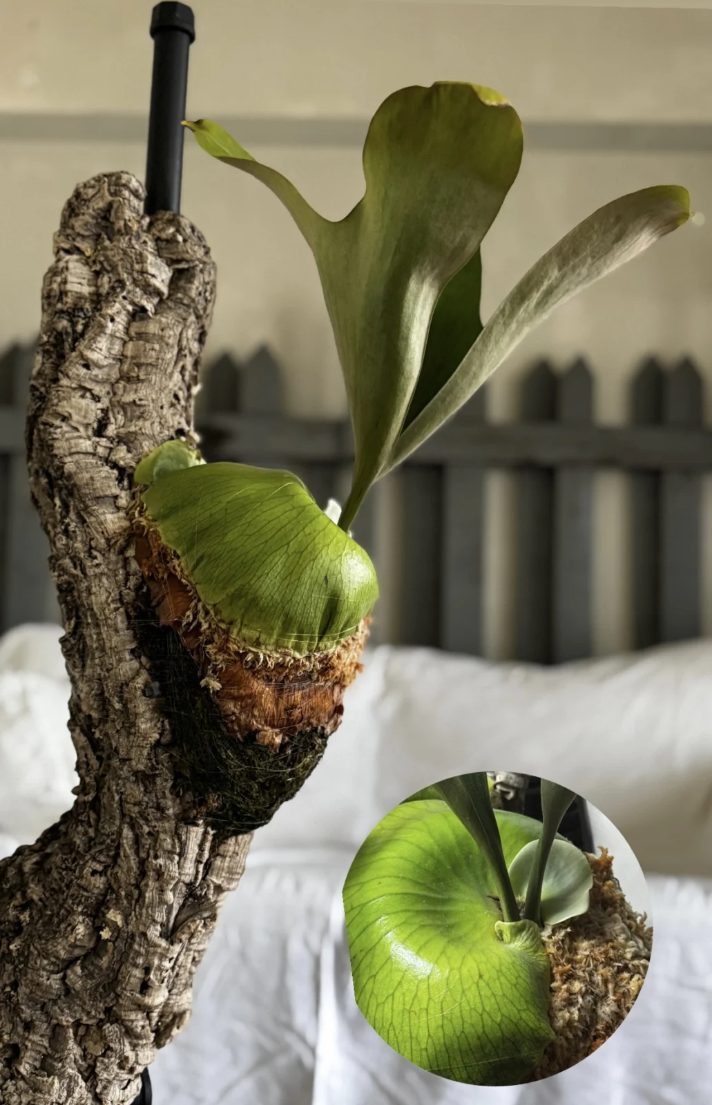 ビカクシダ　エリシー