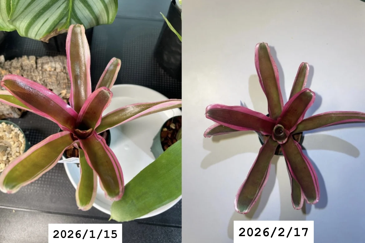 ネオレゲリア　ファイヤーボール