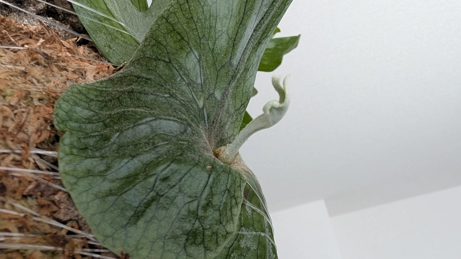 ビカクシダ/スパーバム