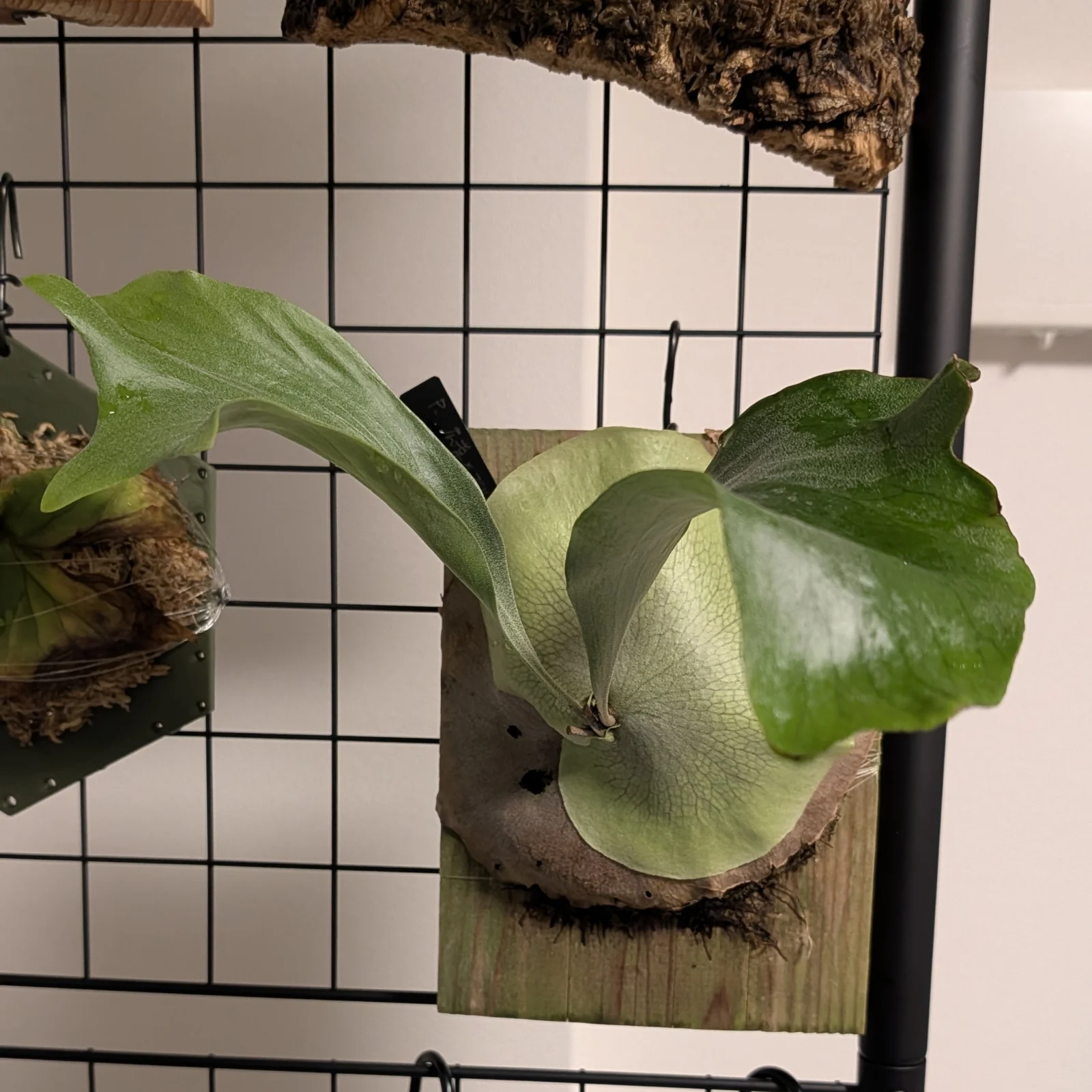 ビカクシダ 広葉ｘブルーミー