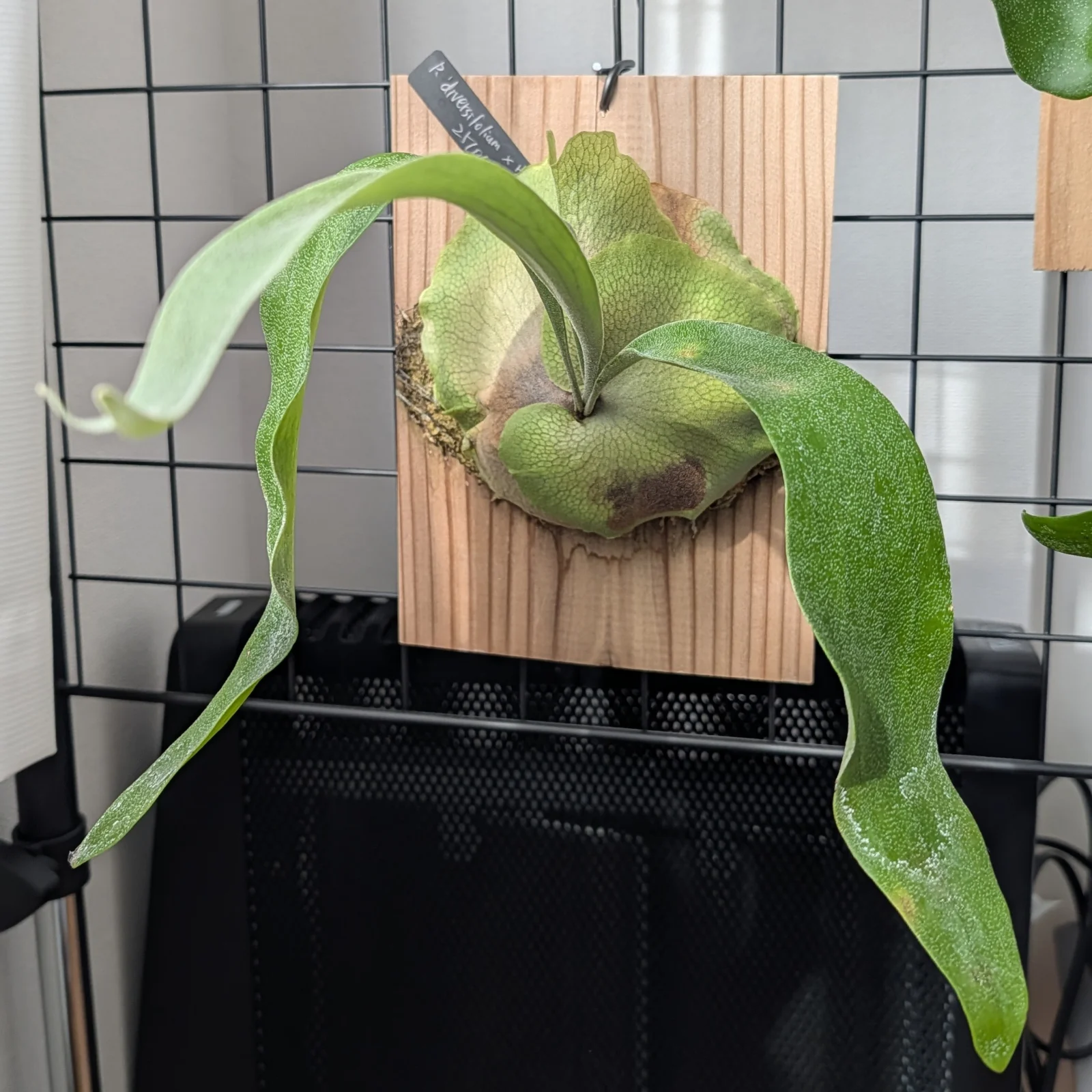 ビカクシダ ディバーシフォリウム ｘウィリンくるくる