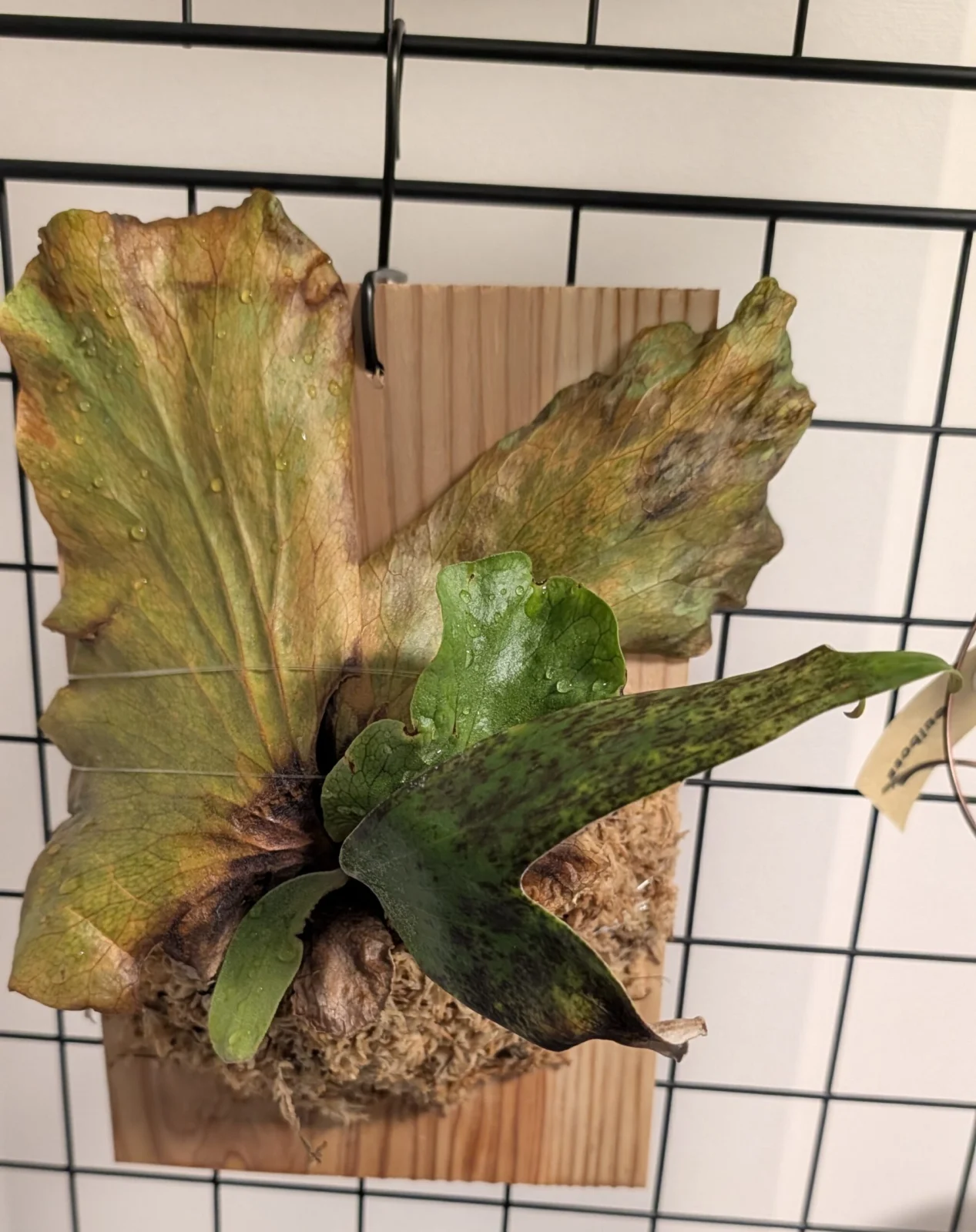 ビカクシダ ステマリア