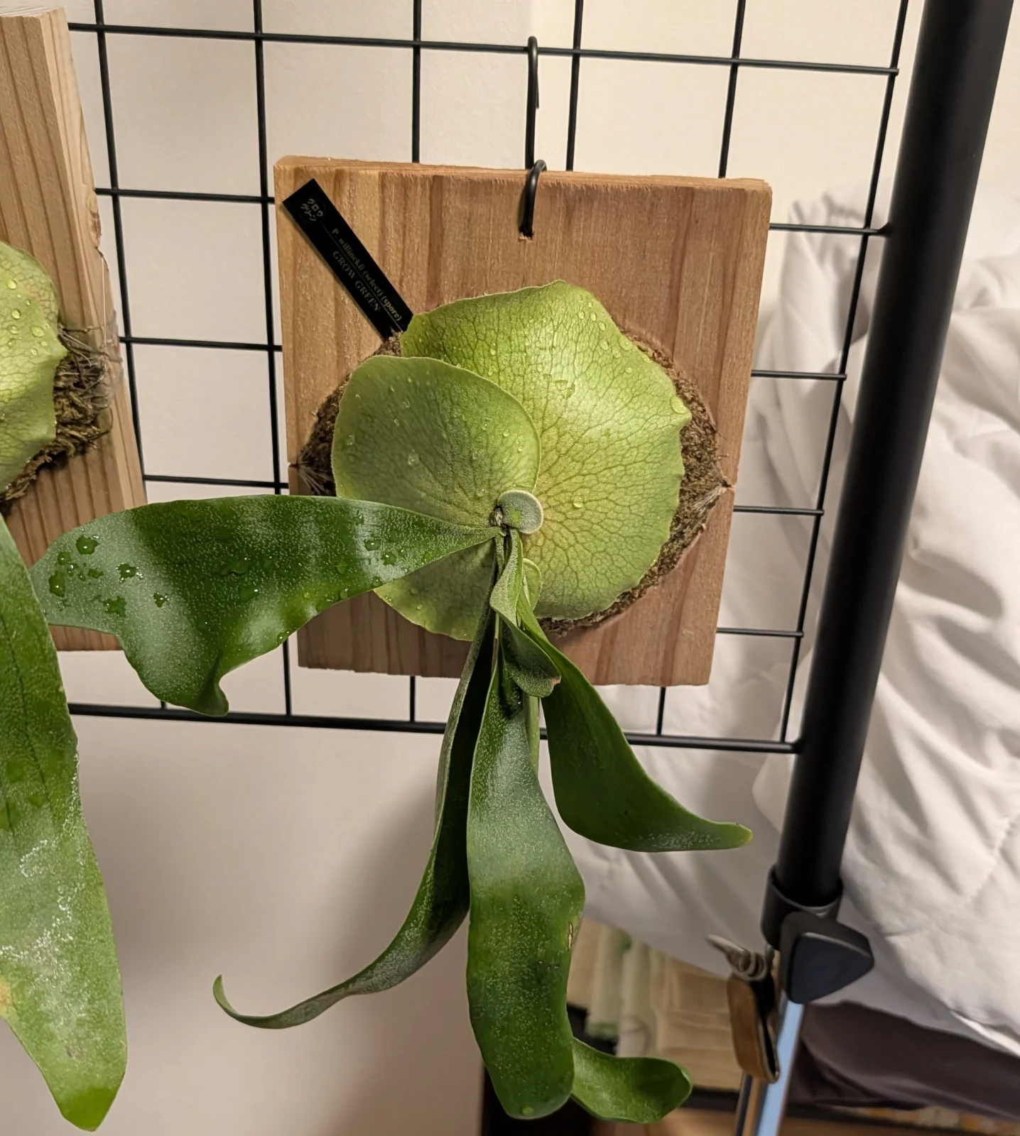 ビカクシダ ウィリンキー