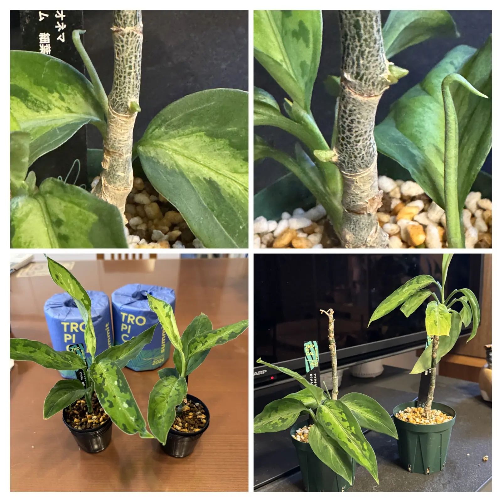 アグラオネマ ビクタム