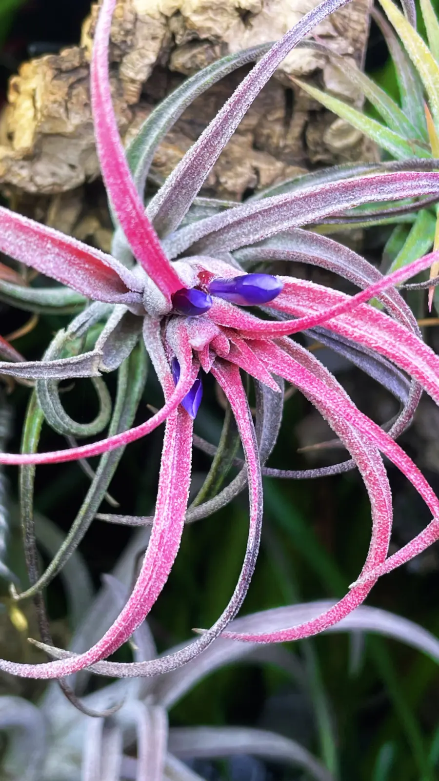 ティランジア プラシェキー 開花前