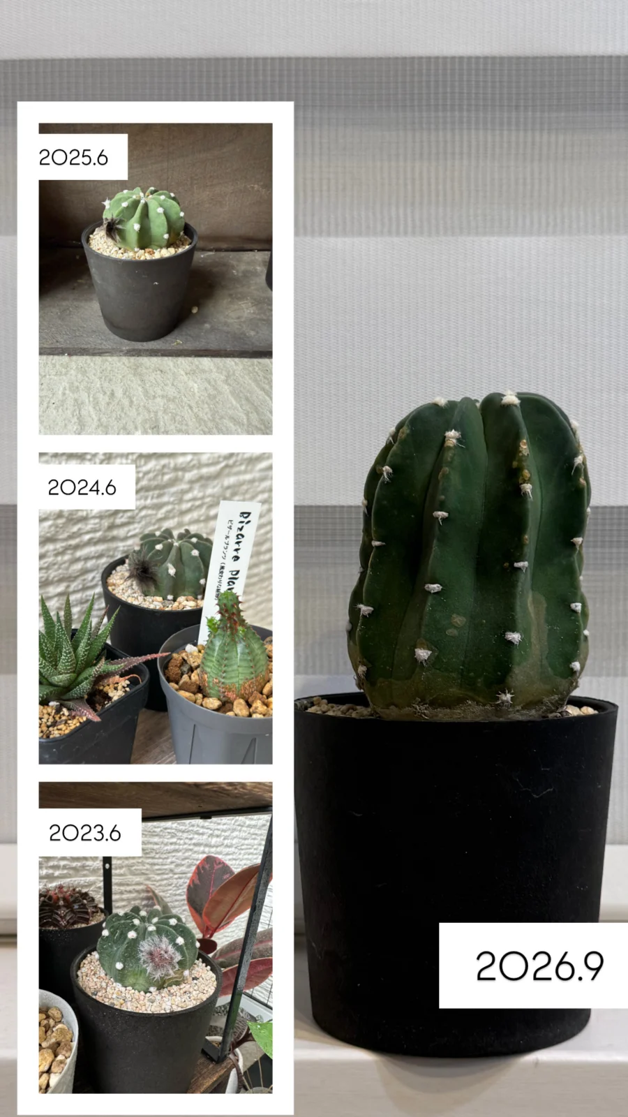 サボテン 品種不明 でっかくなっちゃった