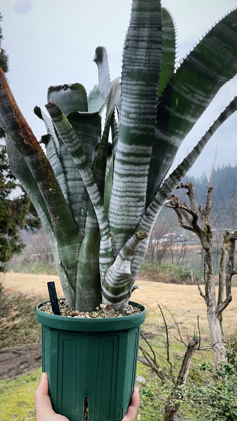 ビルベルギア　スキーピースリー