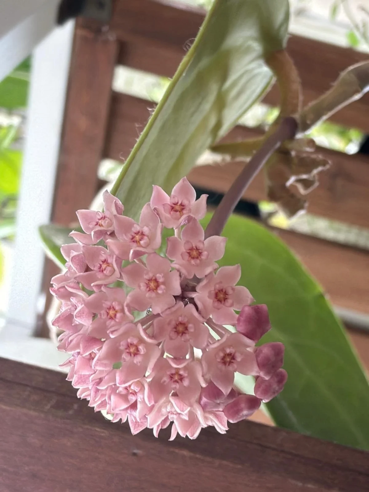 ホヤ マクロフィラ 花