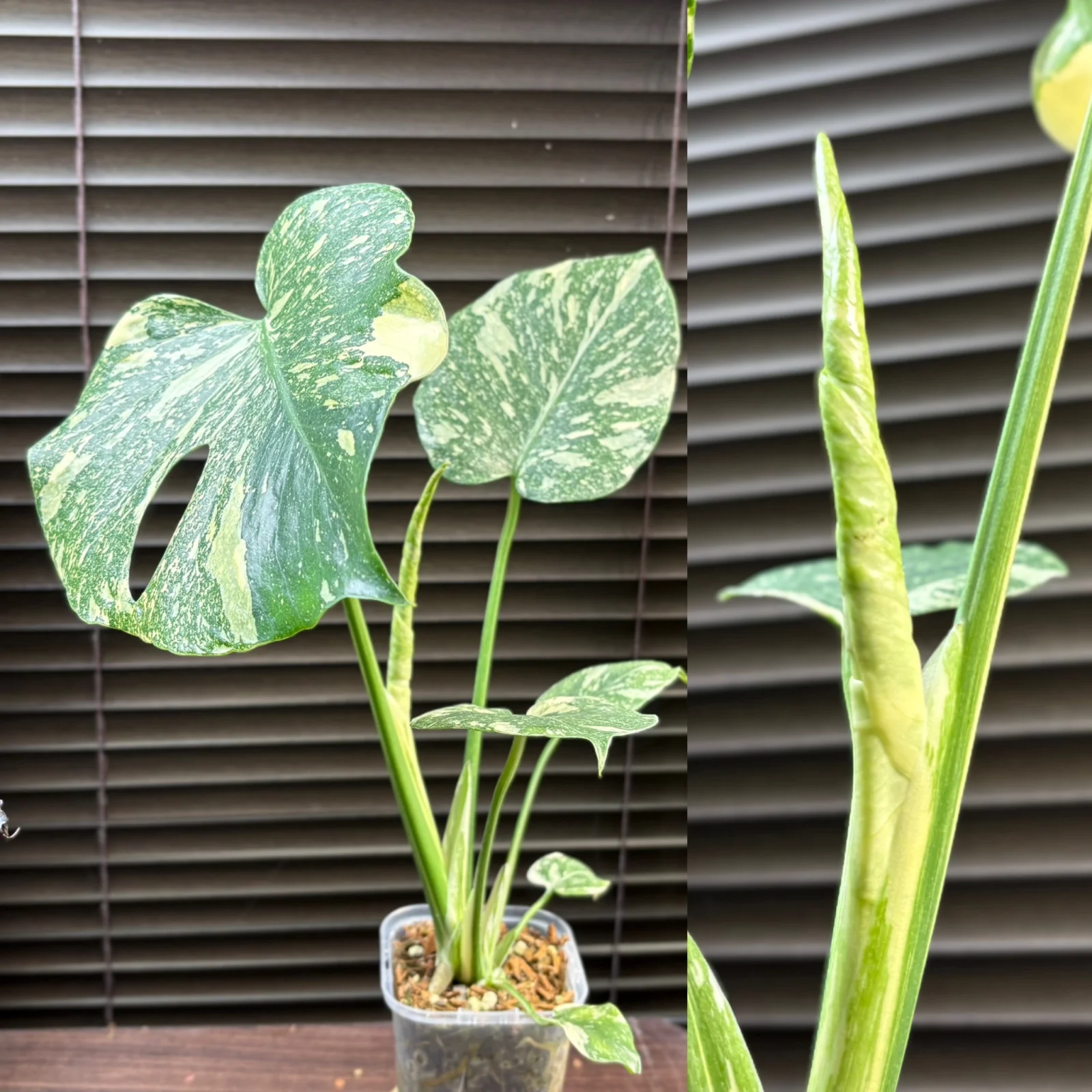 モンステラ　デリシオーサ　クリームブリュレ