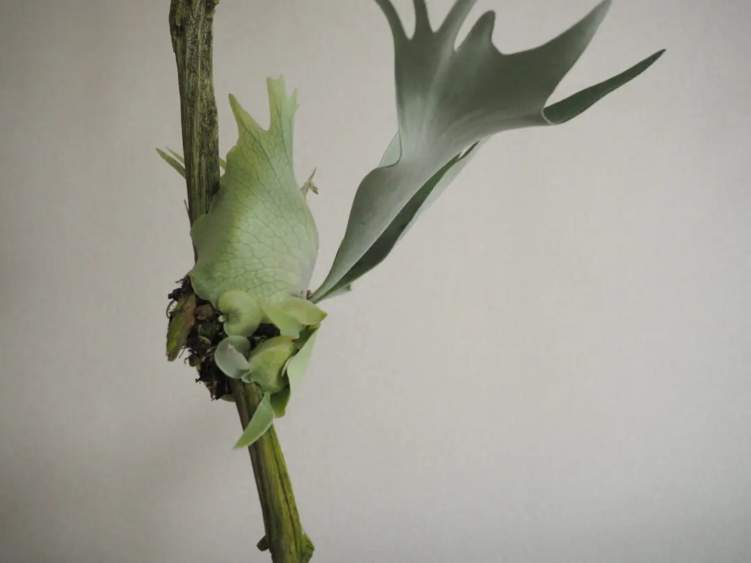 ビカクシダ　ベイチー