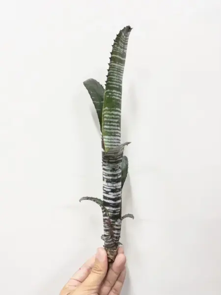 ビルベルギア ユーチューブ