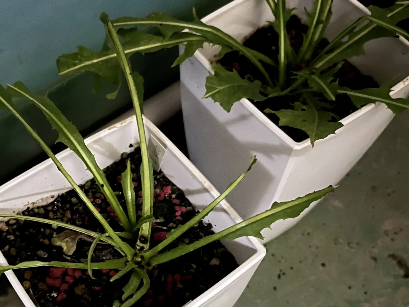 シロバナタンポポ　害虫　ヨトウムシ