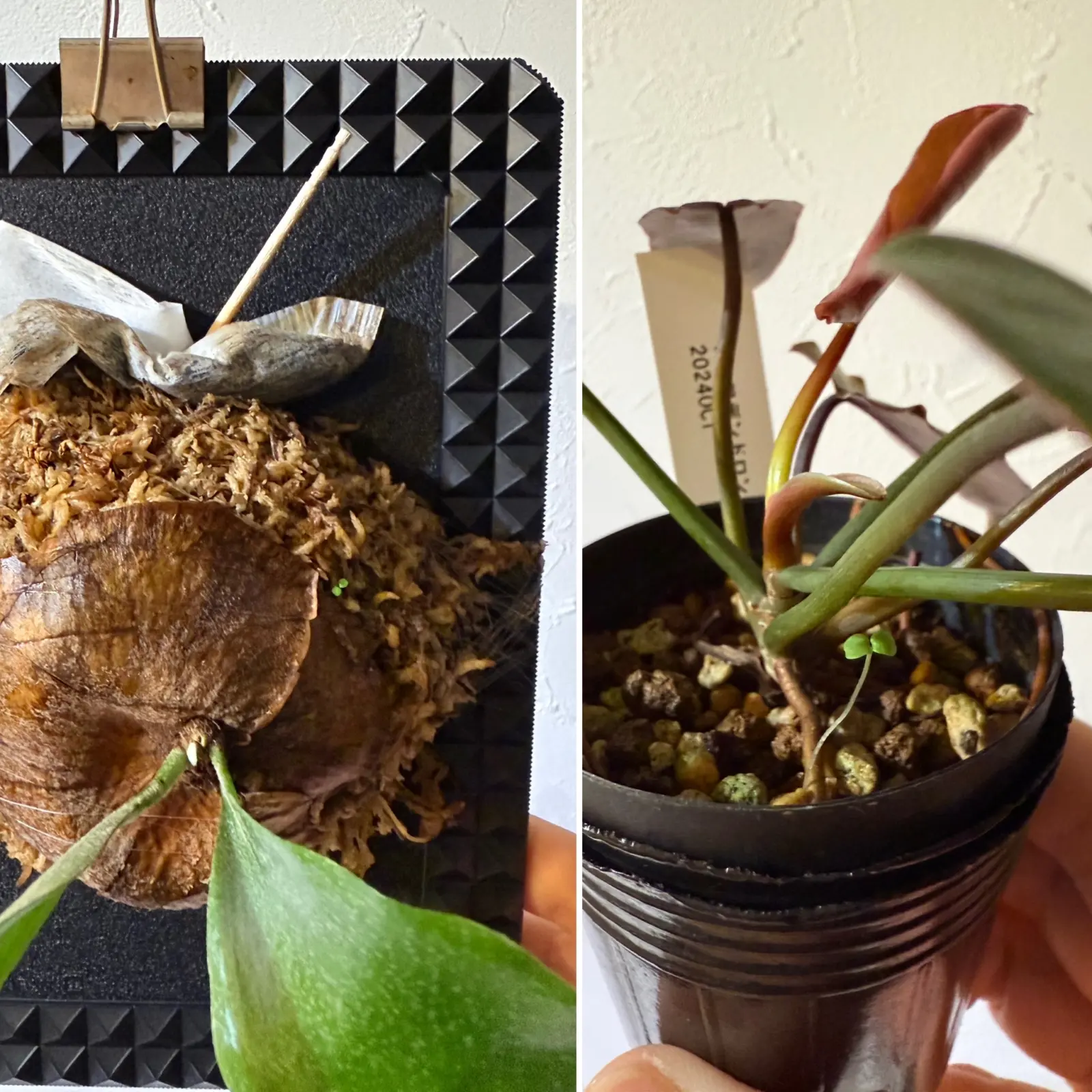 直売所のビカク札落ち　フィロデンドロン　ブラックビリティアエ