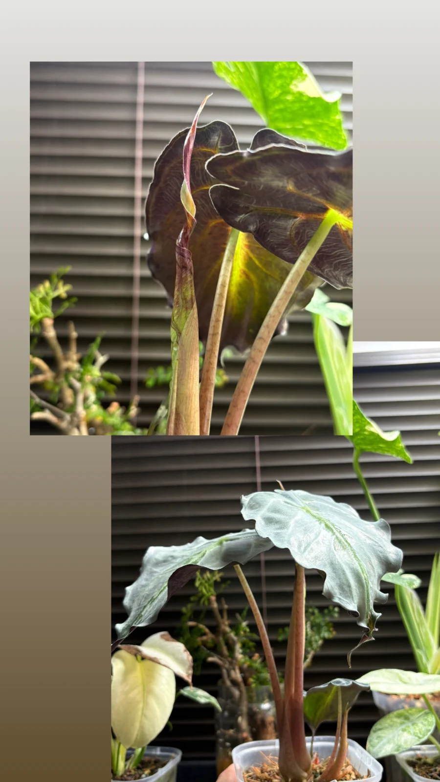 アロカシア　ヴェノム