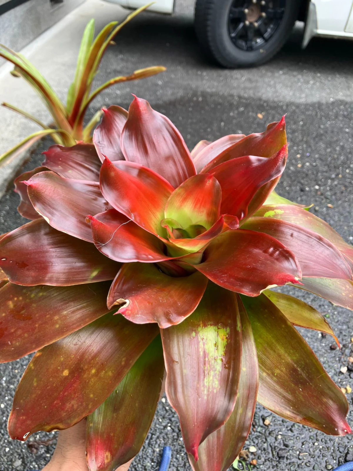 ネオレゲリア　メデューサ