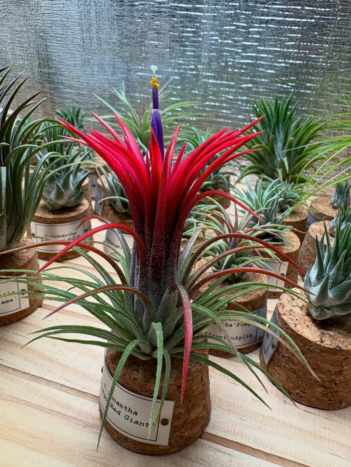 ティランジア　イオナンタ　フエゴレッドジャイアント　開花