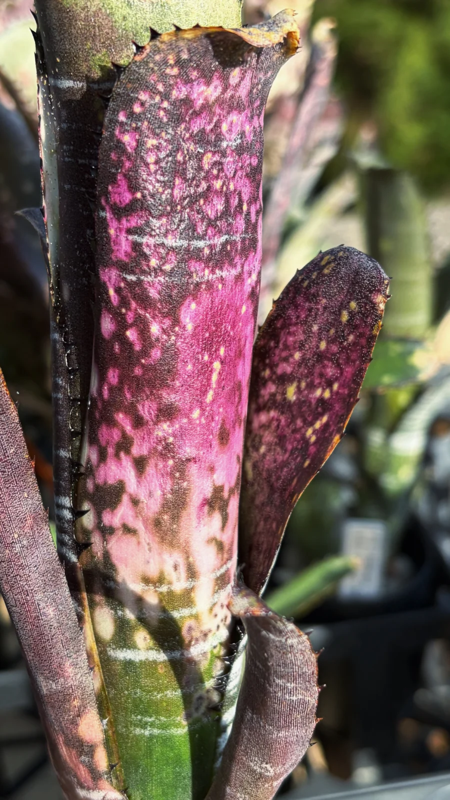 ビルベルギア　ヴィッタータ　ドミンゴスマルティンス　F2