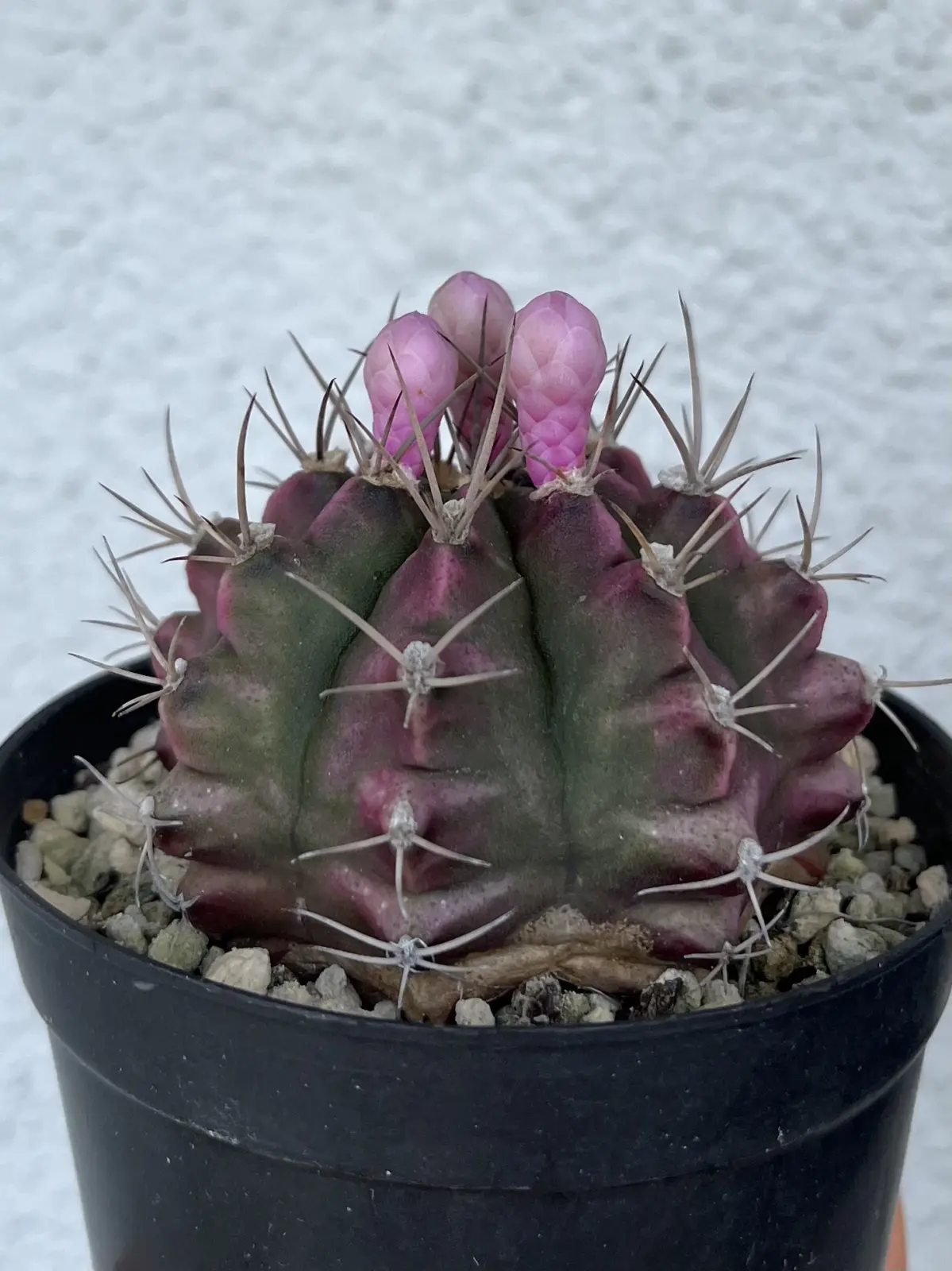 サボテン　ギムノカリキウム　牡丹玉　蕾